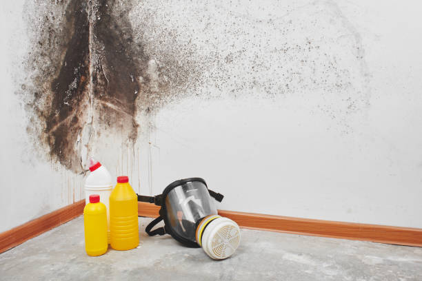 Best Commercial Mold Remediation in Pahokee, FL