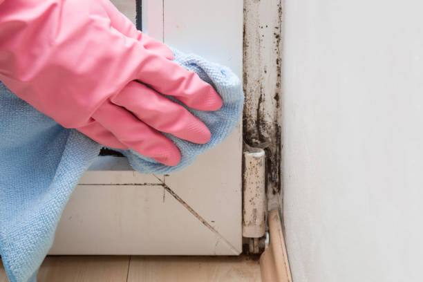 Best Residential Mold Remediation in Pahokee, FL