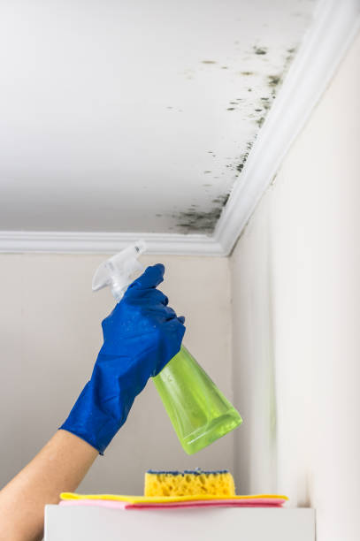 Best Commercial Mold Remediation in Pahokee, FL